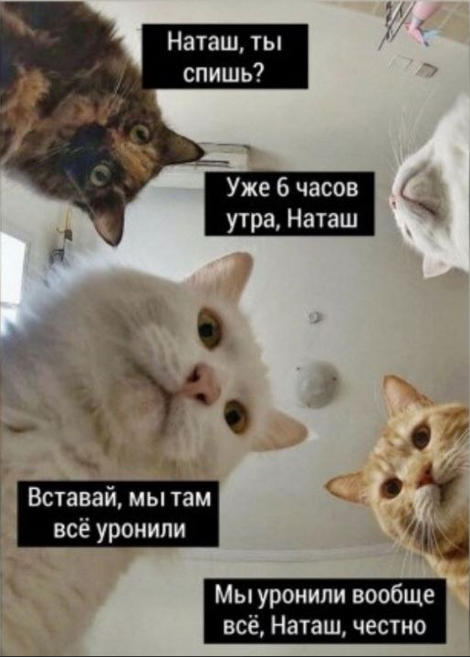 Три кота будят Наташу: «Наташ, ты спишь? Уже 6 часов утра, Наташ. Вставай, мы там всё уронили. Мы уронили вообще всё, Наташ, честно»
